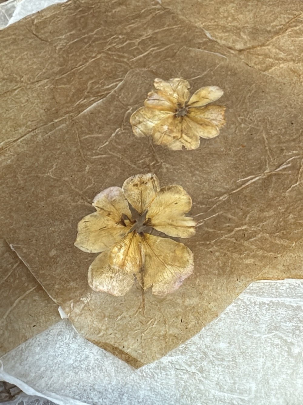 Homemade Rice Paper Sheets - Picture 8 of 11